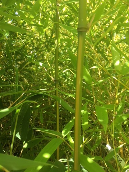 Flavescens Inversa Bamboo