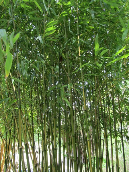 Flavescens Inversa Bamboo