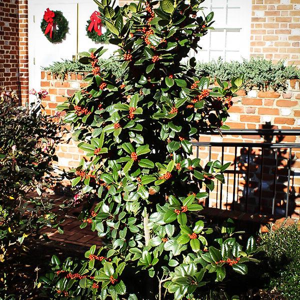 Mary Nell Holly