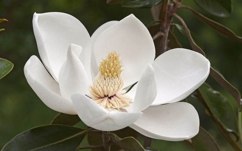 Alta Southern Magnolia