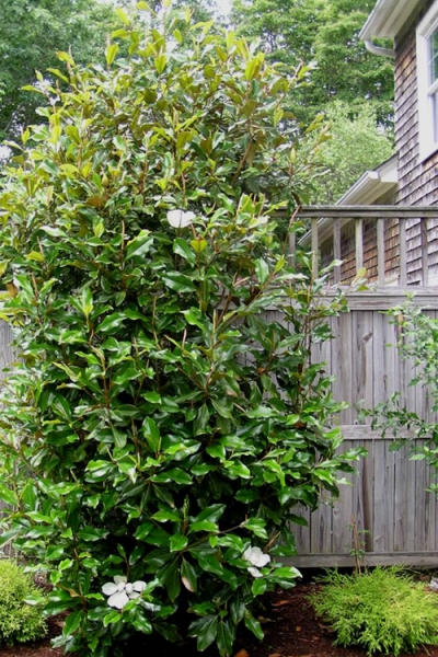 Alta Southern Magnolia