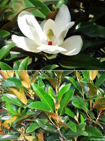Alta Southern Magnolia