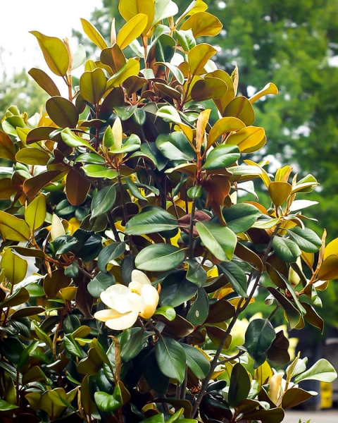 Alta Southern Magnolia
