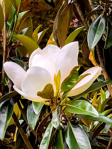 Alta Southern Magnolia