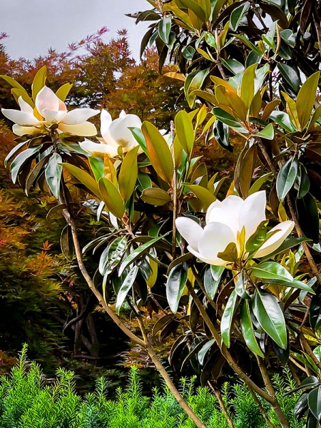 Alta Southern Magnolia