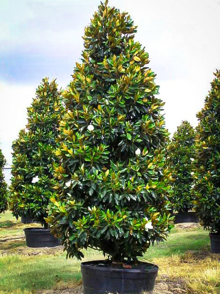 Alta Southern Magnolia