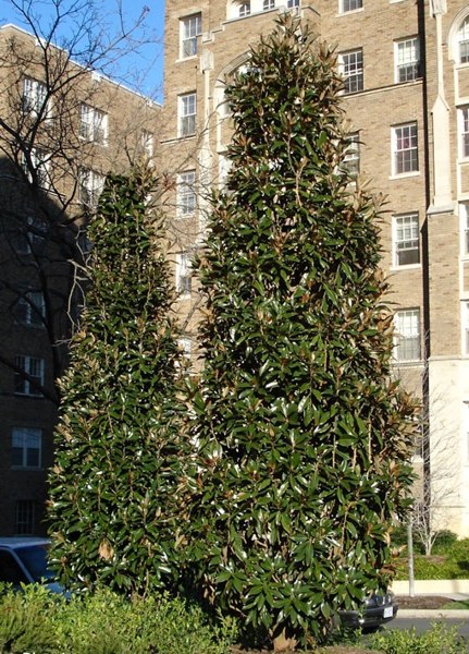 Alta Southern Magnolia