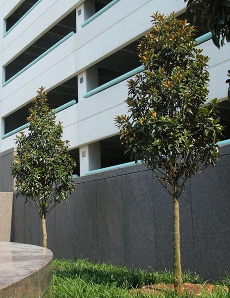 Alta Southern Magnolia