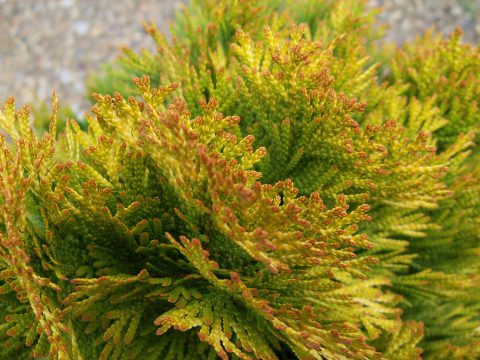 Highlights Arborvitae Thuja Janed Gold