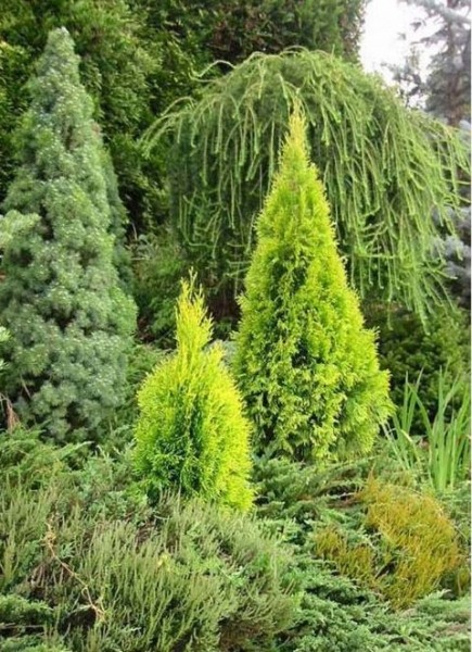 Highlights Arborvitae Thuja Janed Gold