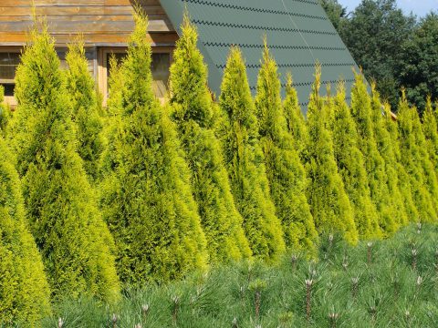 Highlights Arborvitae Thuja Janed Gold