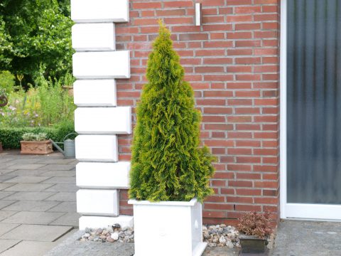 Highlights Arborvitae Thuja Janed Gold