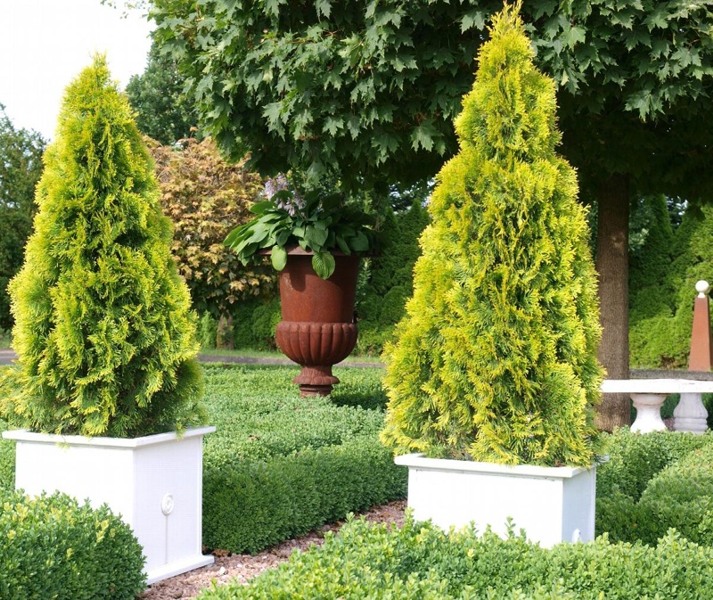 Highlights Arborvitae Thuja Janed Gold