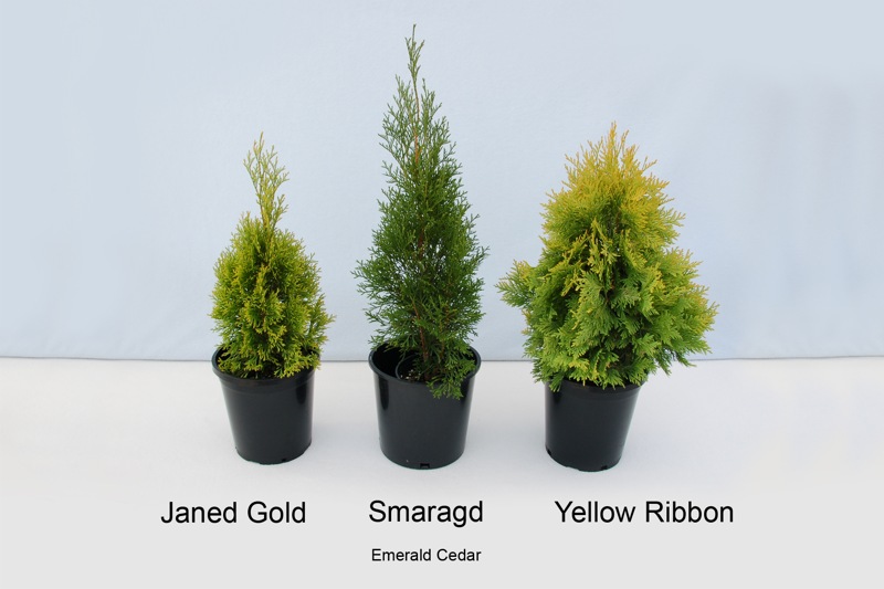 Highlights Arborvitae Thuja Janed Gold