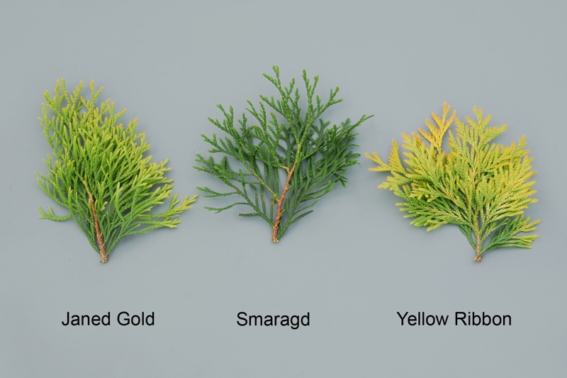 Highlights Arborvitae Thuja Janed Gold