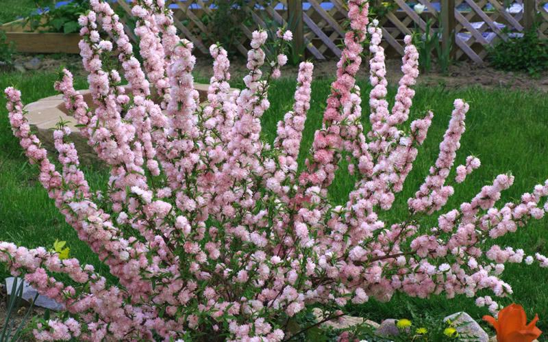 Pink Dwarf Flowering Almond
