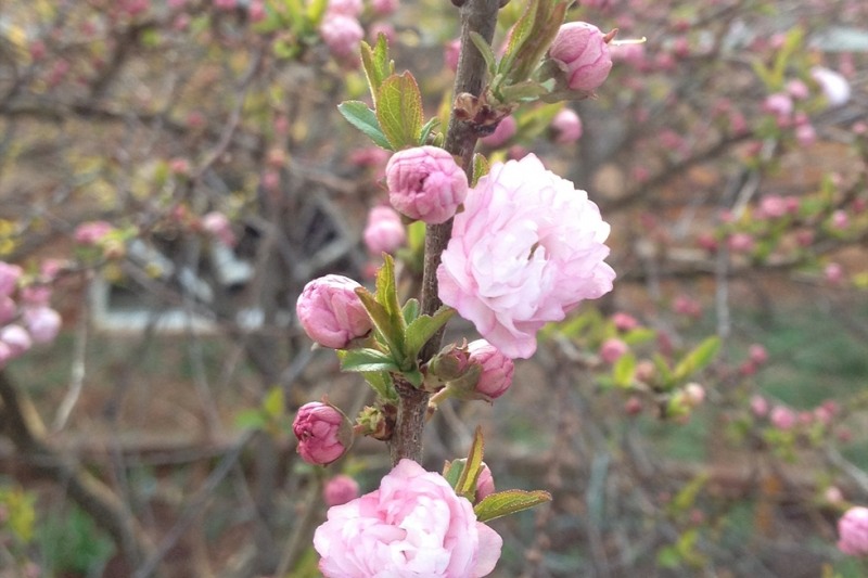 Pink Dwarf Flowering Almond