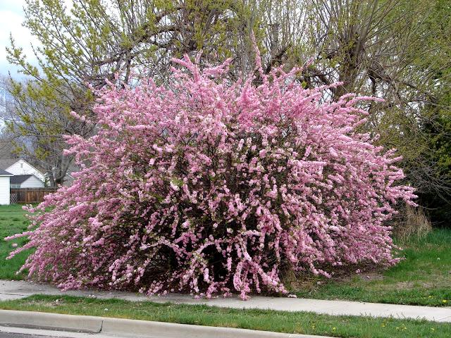 Pink Dwarf Flowering Almond