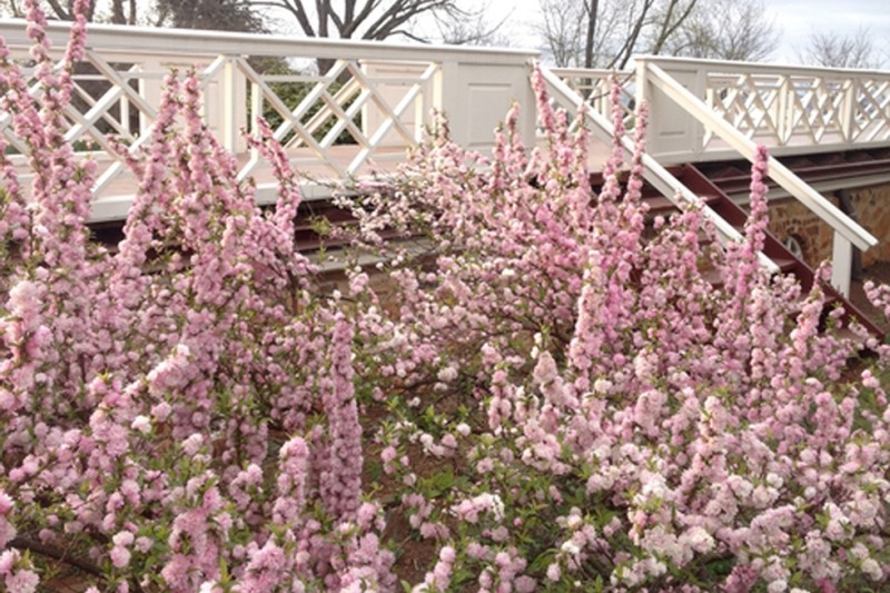 Pink Dwarf Flowering Almond