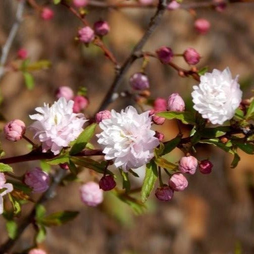 Pink Dwarf Flowering Almond
