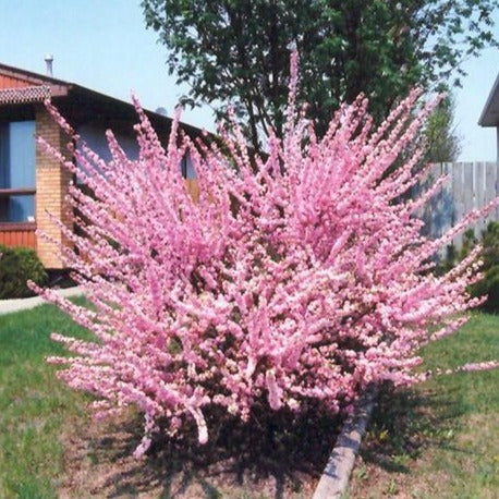 Pink Dwarf Flowering Almond