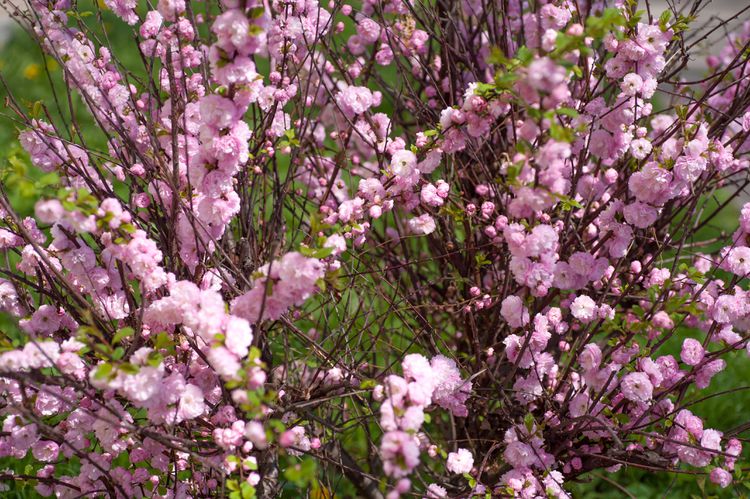 Pink Dwarf Flowering Almond