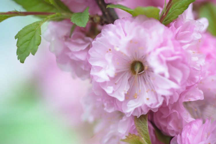 Pink Dwarf Flowering Almond