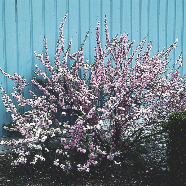 Pink Dwarf Flowering Almond
