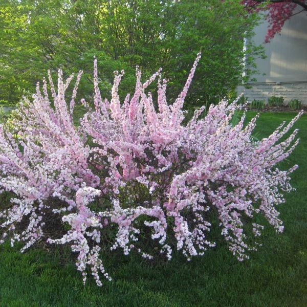 Pink Dwarf Flowering Almond