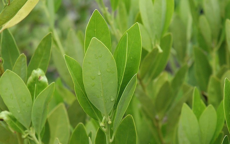 Ocala Yellow Anise