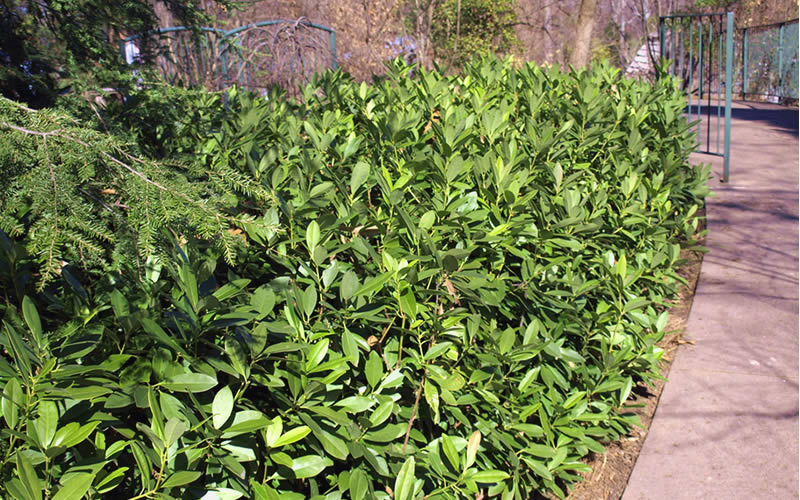Ocala Yellow Anise