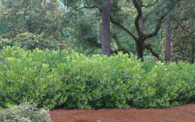 Ocala Yellow Anise