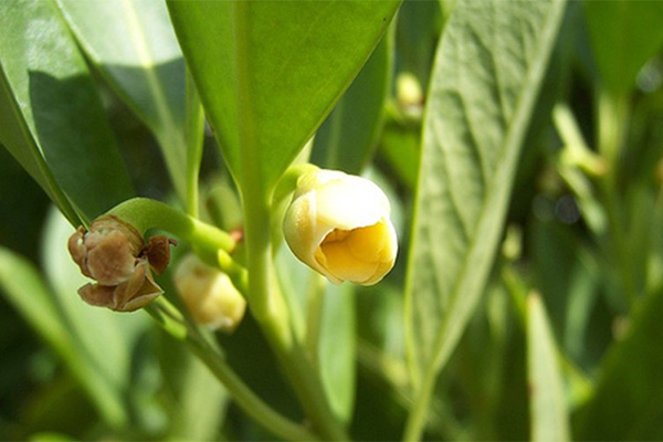 Ocala Yellow Anise