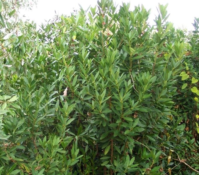 Ocala Yellow Anise