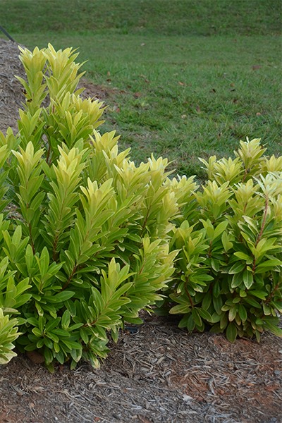 Ocala Yellow Anise