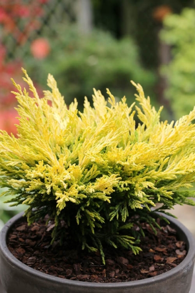 Limeglow Golden Andorra Compact Juniper