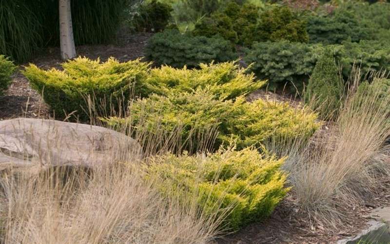 Limeglow Golden Andorra Compact Juniper