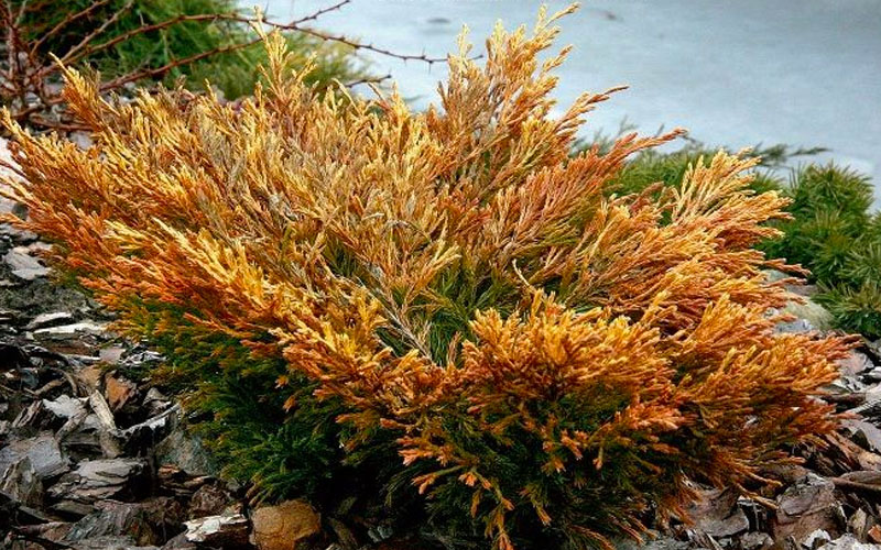 Limeglow Golden Andorra Compact Juniper