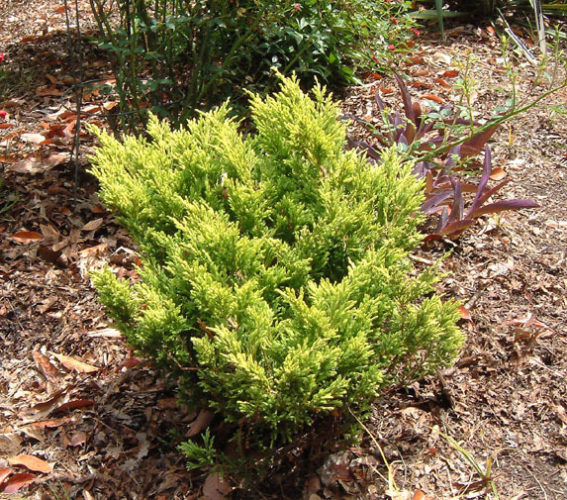 Limeglow Golden Andorra Compact Juniper