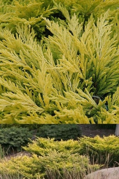 Limeglow Golden Andorra Compact Juniper