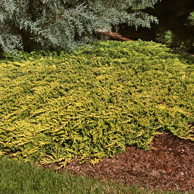 Limeglow Golden Andorra Compact Juniper
