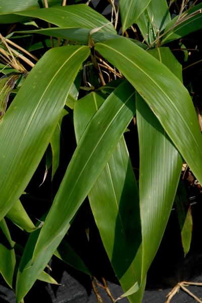 Giant Leaf Bamboo