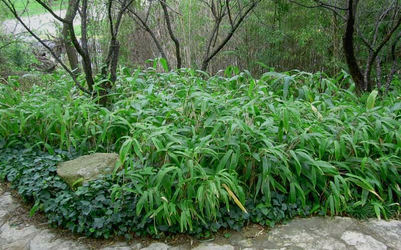 Giant Leaf Bamboo