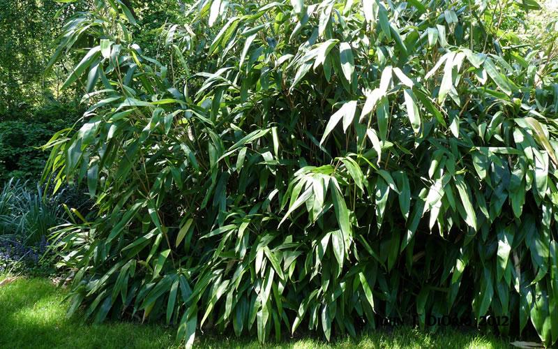 Giant Leaf Bamboo