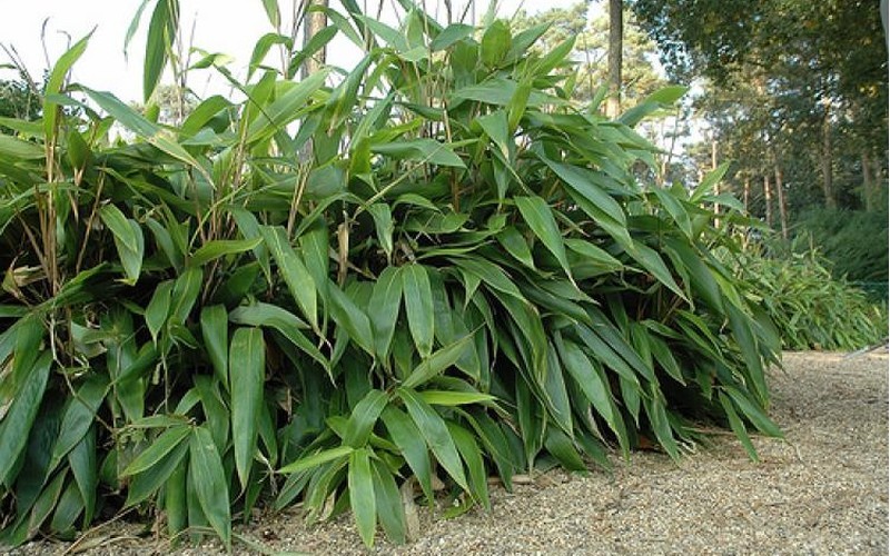 Giant Leaf Bamboo