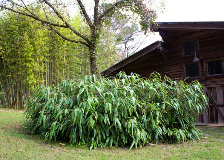 Giant Leaf Bamboo