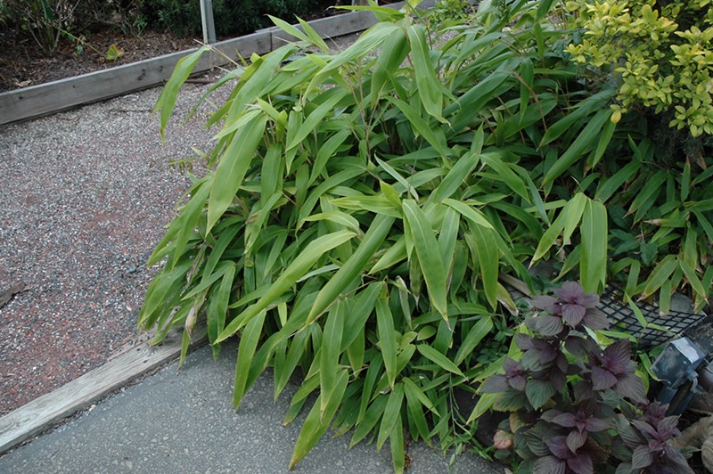 Giant Leaf Bamboo
