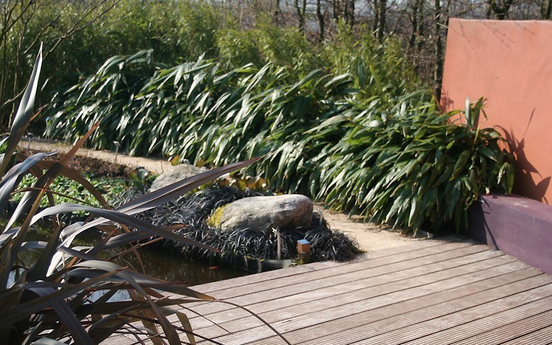 Giant Leaf Bamboo