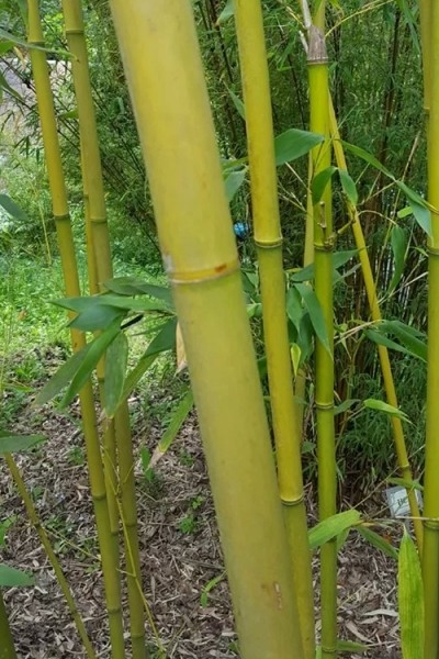 Stone Bamboo