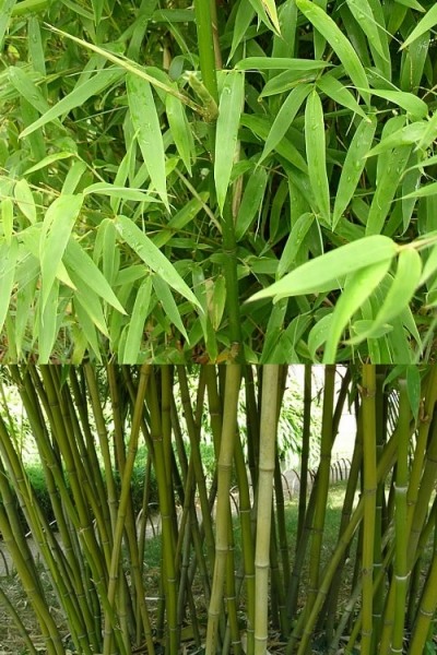 Stone Bamboo